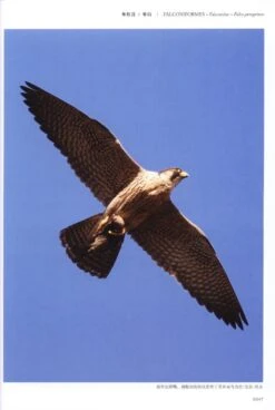 Field Guide To The Birds Of China (3-Volume Set) [Chinese] -Wildlife Professional Books 208109 5