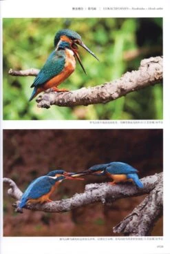 Field Guide To The Birds Of China (3-Volume Set) [Chinese] -Wildlife Professional Books 208109 6
