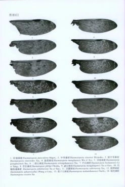 Fauna Sinica: Insecta, Volume 59: Diptera: Tabanidae [Chinese] -Wildlife Professional Books 208193 4