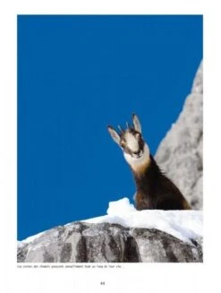 Le Chamois: Biologie Et Écologie, Études Dans Le Massif Des Bauges [The Chamois: BIology And Ecology, Studies In The Bauges Mountains] -Wildlife Professional Books 208816 2