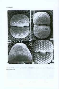 Flora Algarum Sinicarum Aquae Dulcis, Volume 17: Chlorophyta: Desmidiales Desmidiaceae, Sectio II: Actinotaenium, Cosmarium, Cosmocladium [Chinese] -Wildlife Professional Books 208879 4
