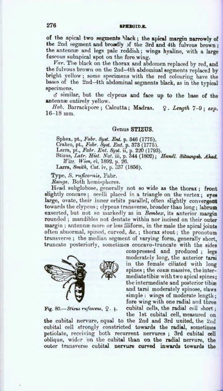 The Fauna Of British India, Hymenoptera (2-Volume Set) 6 The Fauna Of British India, Hymenoptera (2-Volume Set) - Image 4