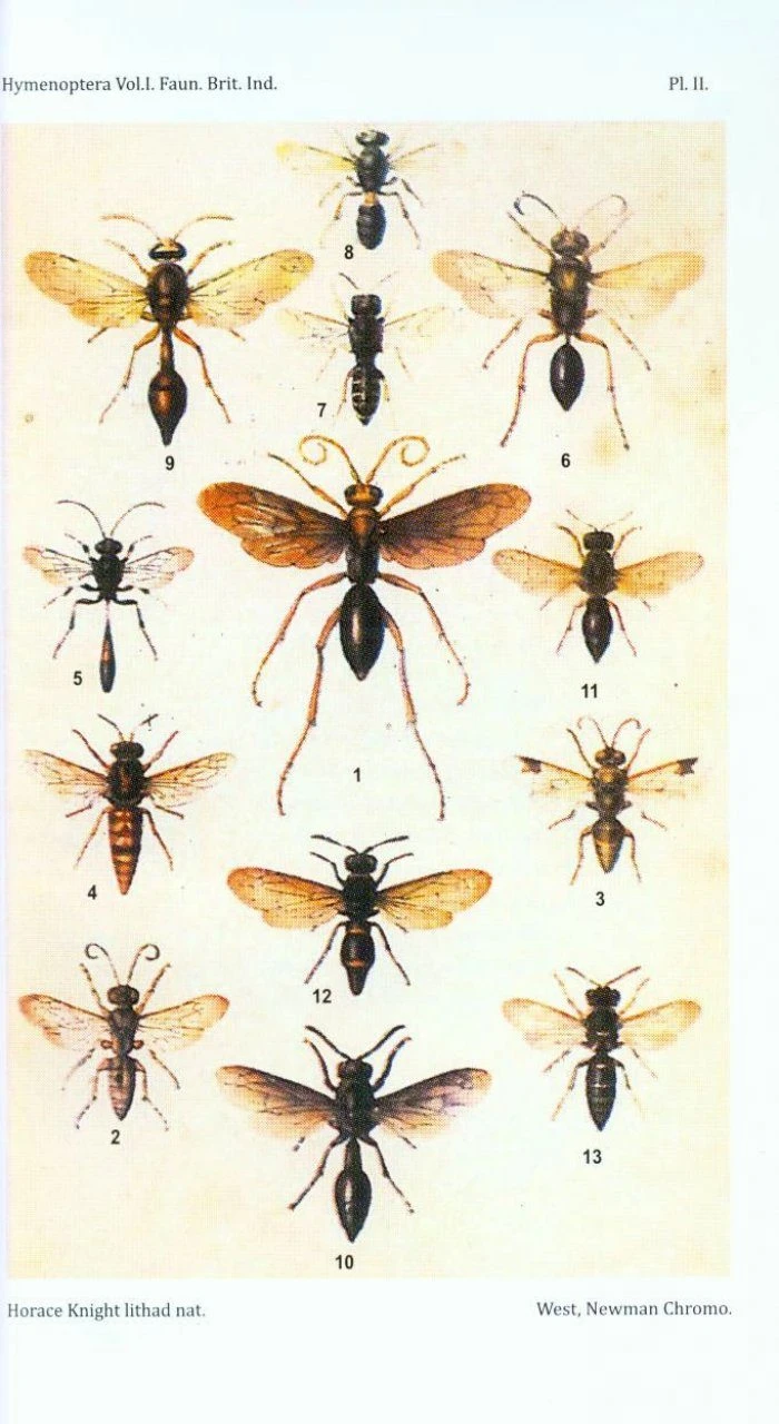 The Fauna Of British India, Hymenoptera (2-Volume Set) 7 The Fauna Of British India, Hymenoptera (2-Volume Set) - Image 5