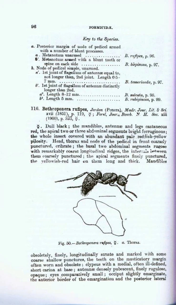 The Fauna Of British India, Hymenoptera (2-Volume Set) 8 The Fauna Of British India, Hymenoptera (2-Volume Set) - Image 6