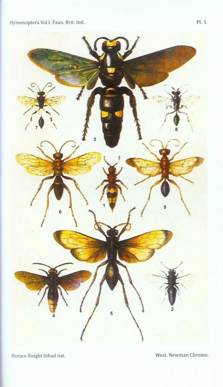 The Fauna Of British India, Hymenoptera (2-Volume Set) 9 The Fauna Of British India, Hymenoptera (2-Volume Set) - Image 7