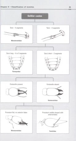 Australian Termites 10 Australian Termites -Wildlife Professional Books 208915 2