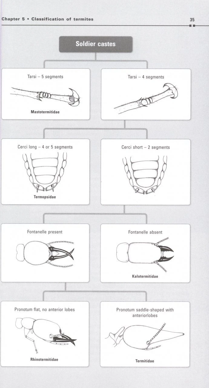 Australian Termites 5 Australian Termites - Image 3