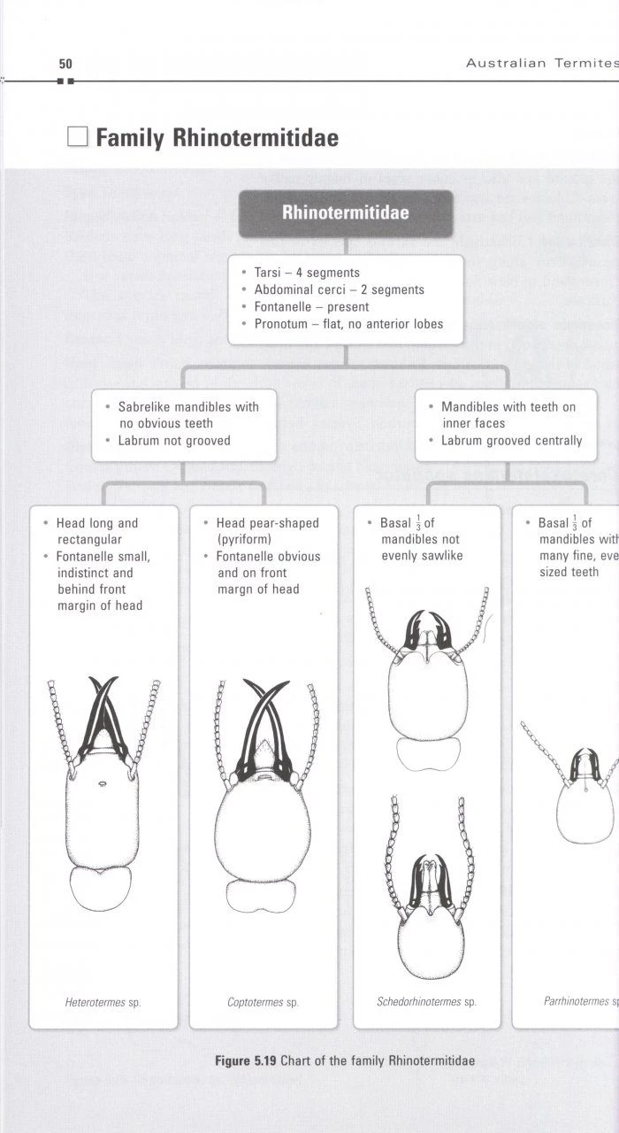Australian Termites 6 Australian Termites - Image 4