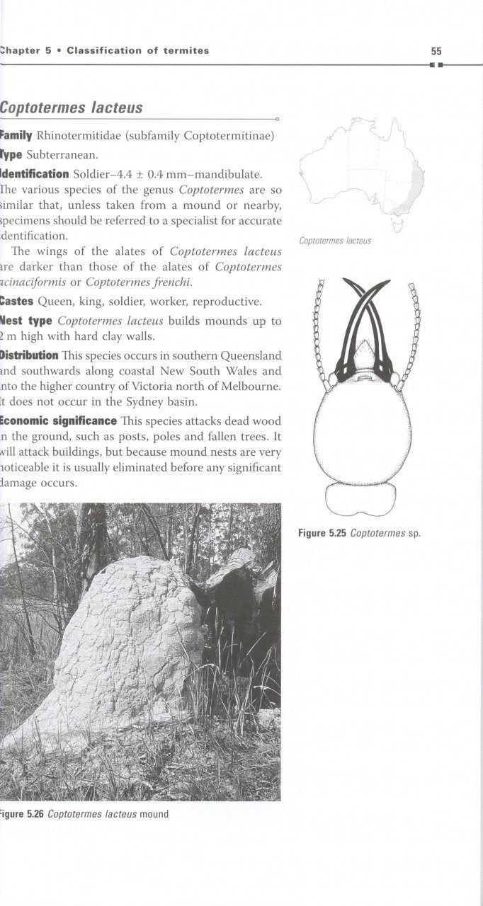 Australian Termites 7 Australian Termites - Image 5