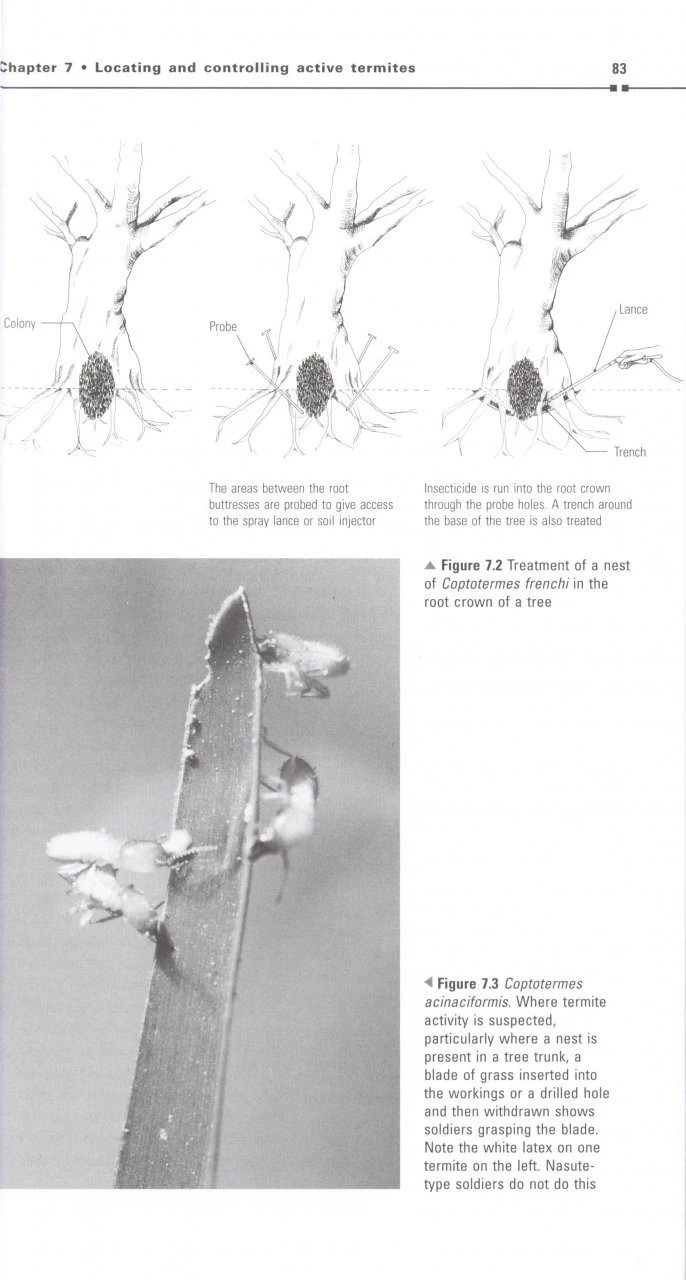 Australian Termites 8 Australian Termites - Image 6