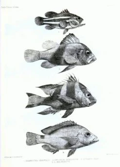 The Fishes Of India (2-Volume Set) -Wildlife Professional Books 209028 3