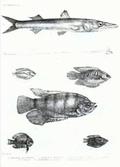 The Fishes Of India (2-Volume Set) -Wildlife Professional Books 209028 4