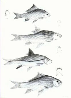 The Fishes Of India (2-Volume Set) -Wildlife Professional Books 209028 5