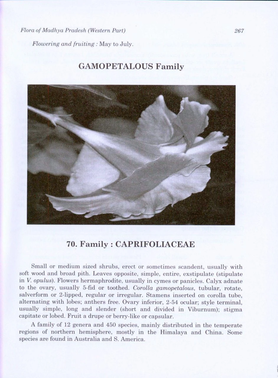 Flora Of Madhya Pradesh (Western Part) 5 Flora Of Madhya Pradesh (Western Part) - Image 3