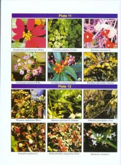 Flora Of Madhya Pradesh (Western Part) 10 Flora Of Madhya Pradesh (Western Part) -Wildlife Professional Books 209171 3