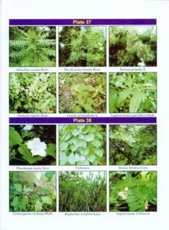 Flora Of Madhya Pradesh (Western Part) 11 Flora Of Madhya Pradesh (Western Part) -Wildlife Professional Books 209171 4