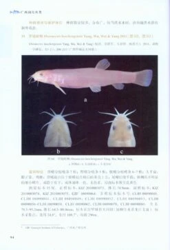 Cave Fishes Of Guangxi, China [Chinese] -Wildlife Professional Books 209378 2