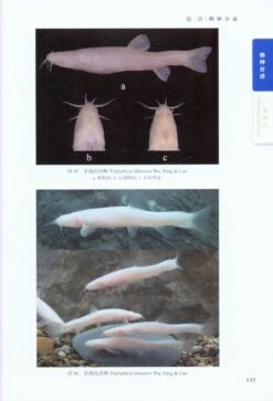 Cave Fishes Of Guangxi, China [Chinese] -Wildlife Professional Books 209378 3