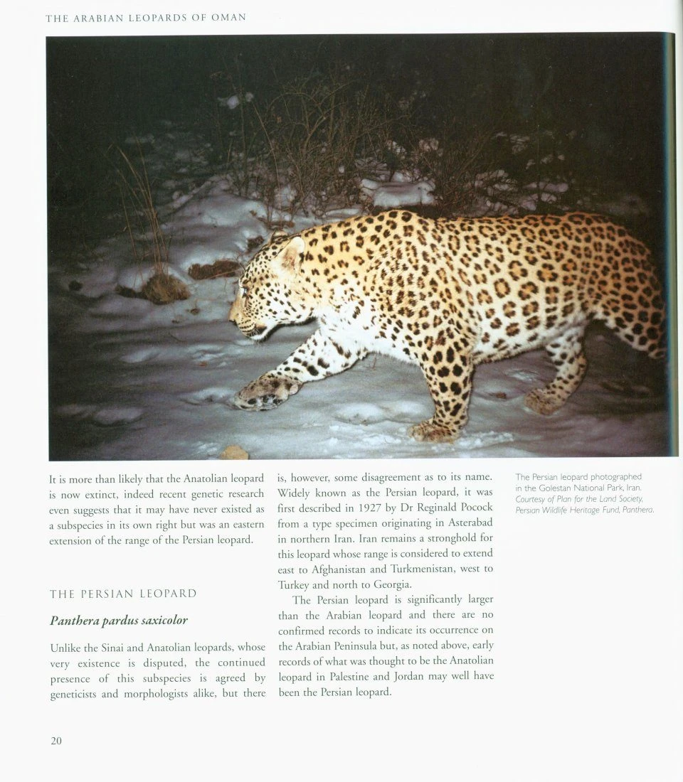 The Arabian Leopards Of Oman 4 The Arabian Leopards Of Oman - Image 2