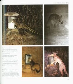 The Arabian Leopards Of Oman 13 The Arabian Leopards Of Oman -Wildlife Professional Books 211249 3