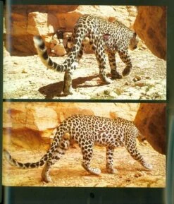 The Arabian Leopards Of Oman 14 The Arabian Leopards Of Oman -Wildlife Professional Books 211249 4
