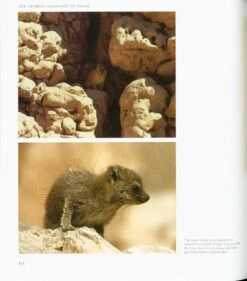 The Arabian Leopards Of Oman 15 The Arabian Leopards Of Oman -Wildlife Professional Books 211249 5