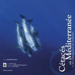 Cétacés En Méditerranée