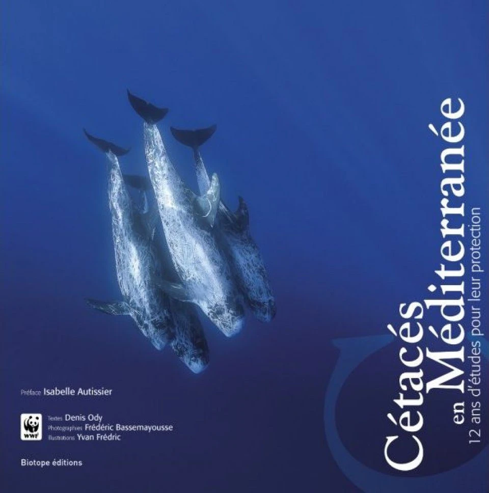 Cétacés En Méditerranée 3 Cétacés En Méditerranée