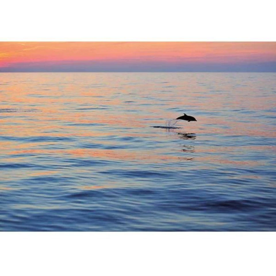 Cétacés En Méditerranée 4 Cétacés En Méditerranée - Image 2