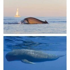 Cétacés En Méditerranée 9 Cétacés En Méditerranée -Wildlife Professional Books 211443 2