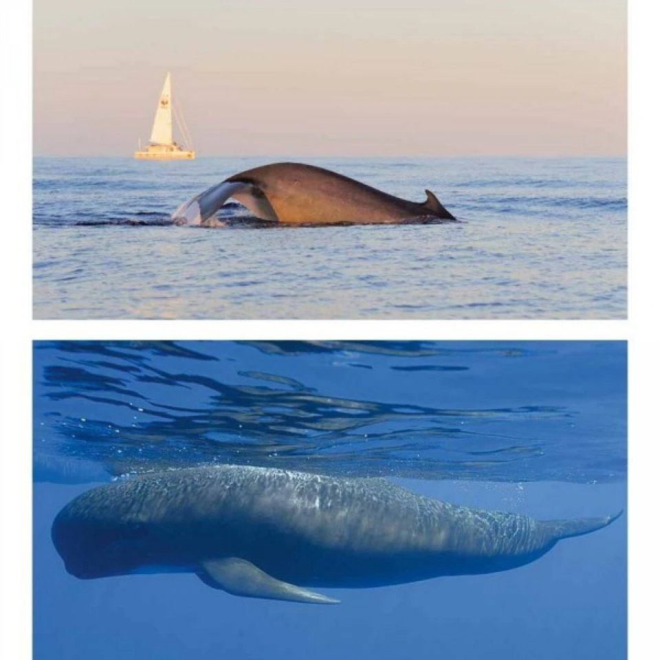 Cétacés En Méditerranée 5 Cétacés En Méditerranée - Image 3