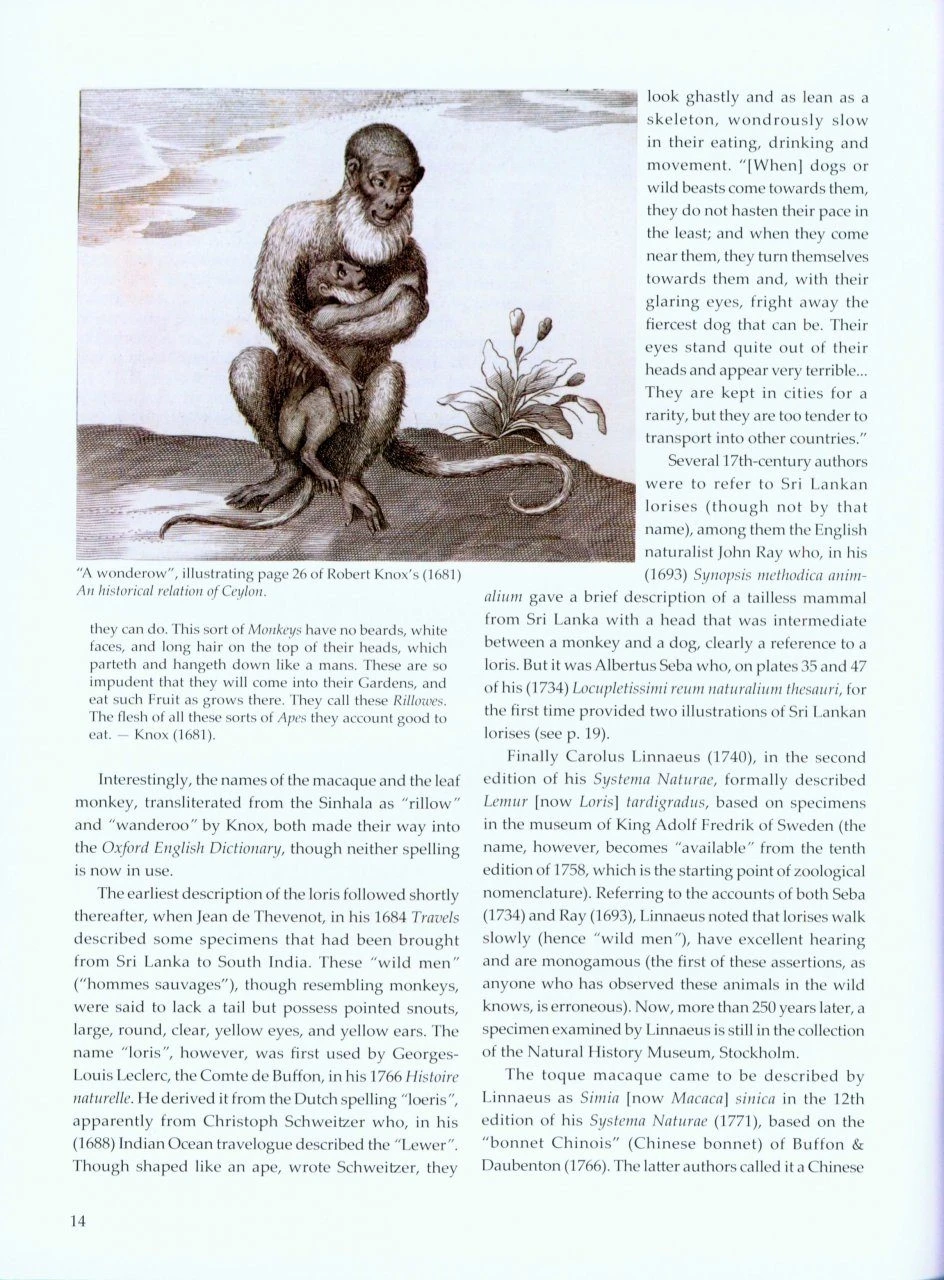 Sri Lankan Primates 4 Sri Lankan Primates - Image 2