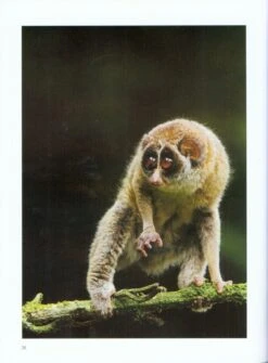 Sri Lankan Primates 9 Sri Lankan Primates -Wildlife Professional Books 212014 2