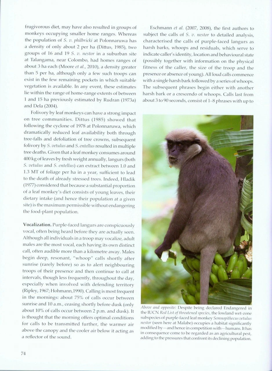 Sri Lankan Primates 6 Sri Lankan Primates - Image 4