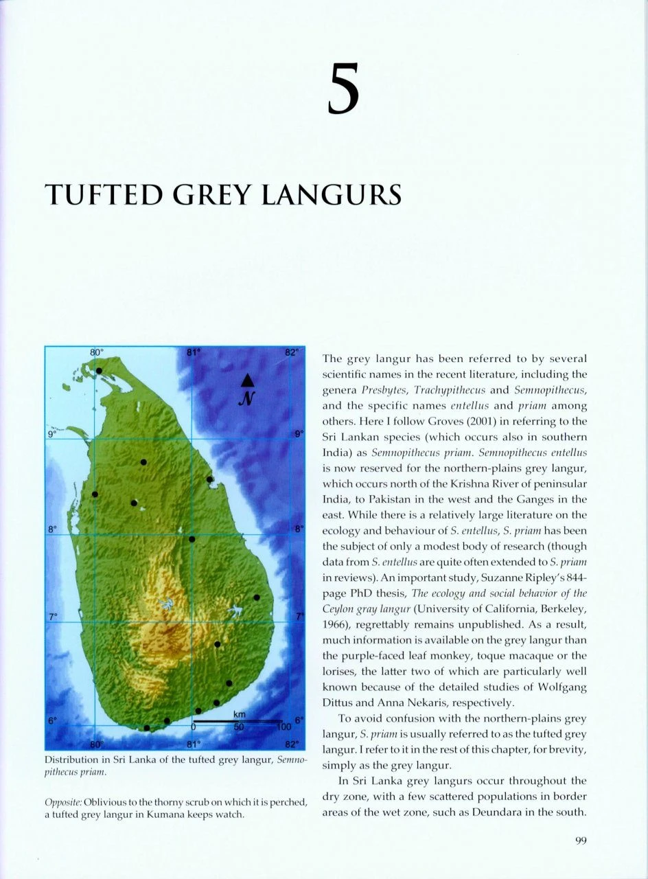 Sri Lankan Primates 7 Sri Lankan Primates - Image 5