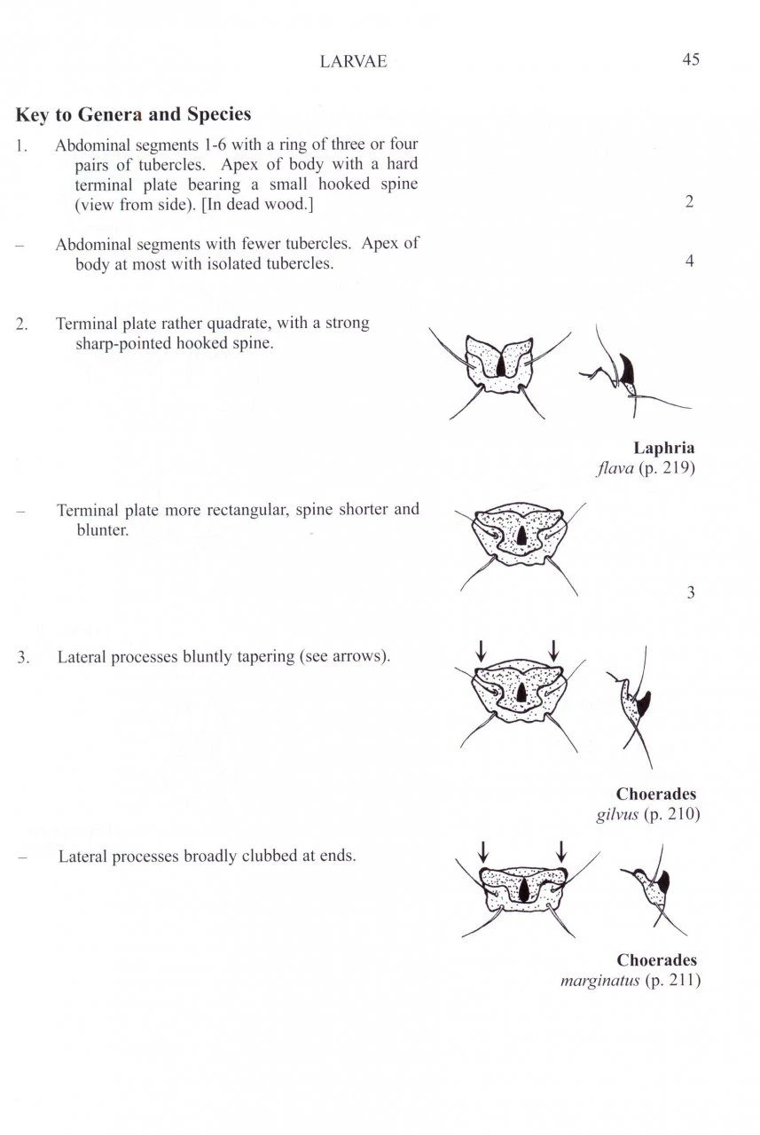 British Soldierflies And Their Allies 4 British Soldierflies And Their Allies - Image 2