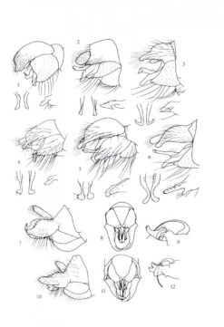 British Soldierflies And Their Allies 10 British Soldierflies And Their Allies -Wildlife Professional Books 212408 3