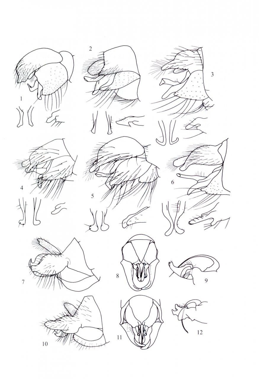 British Soldierflies And Their Allies 6 British Soldierflies And Their Allies - Image 4