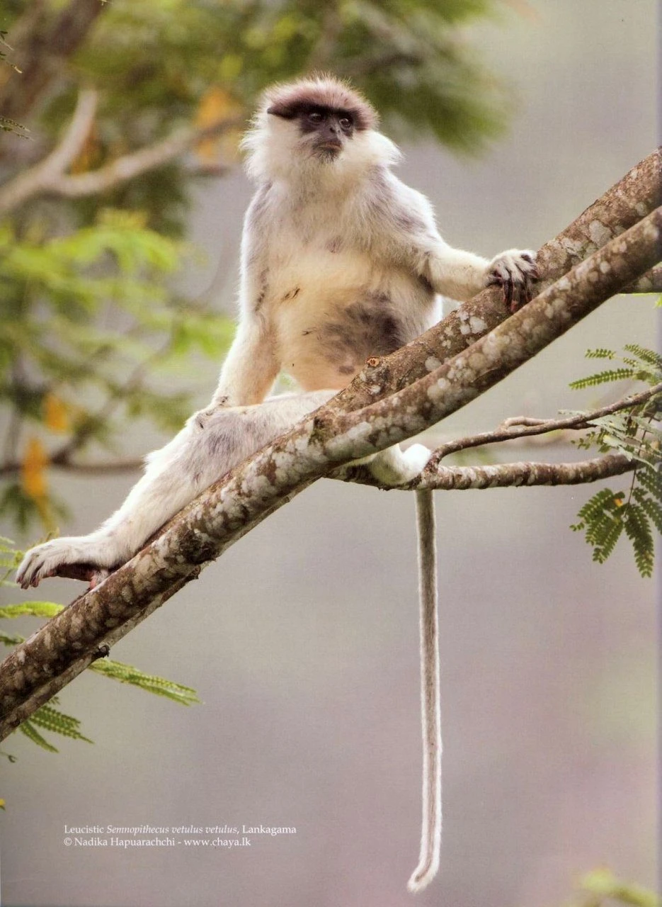 The Mammals Of Sri Lanka 4 The Mammals Of Sri Lanka - Image 2