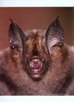 The Mammals Of Sri Lanka 21 The Mammals Of Sri Lanka -Wildlife Professional Books 212419 05