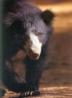 The Mammals Of Sri Lanka 23 The Mammals Of Sri Lanka -Wildlife Professional Books 212419 07