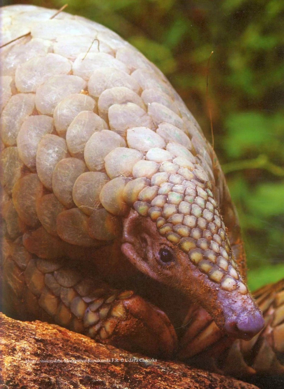 The Mammals Of Sri Lanka 11 The Mammals Of Sri Lanka - Image 9