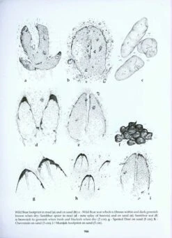 The Mammals Of Sri Lanka 27 The Mammals Of Sri Lanka -Wildlife Professional Books 212419 11