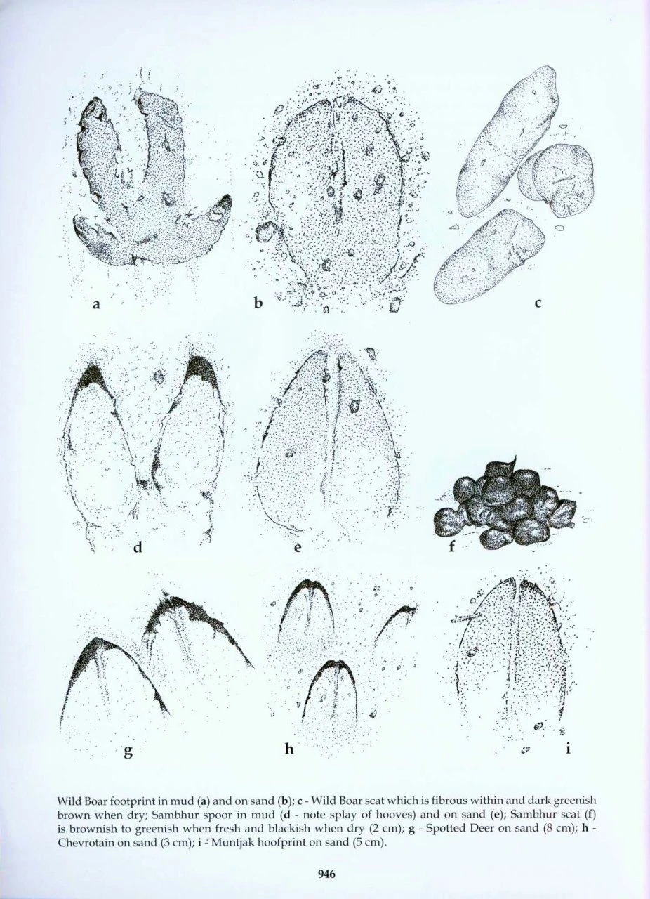 The Mammals Of Sri Lanka 14 The Mammals Of Sri Lanka - Image 12