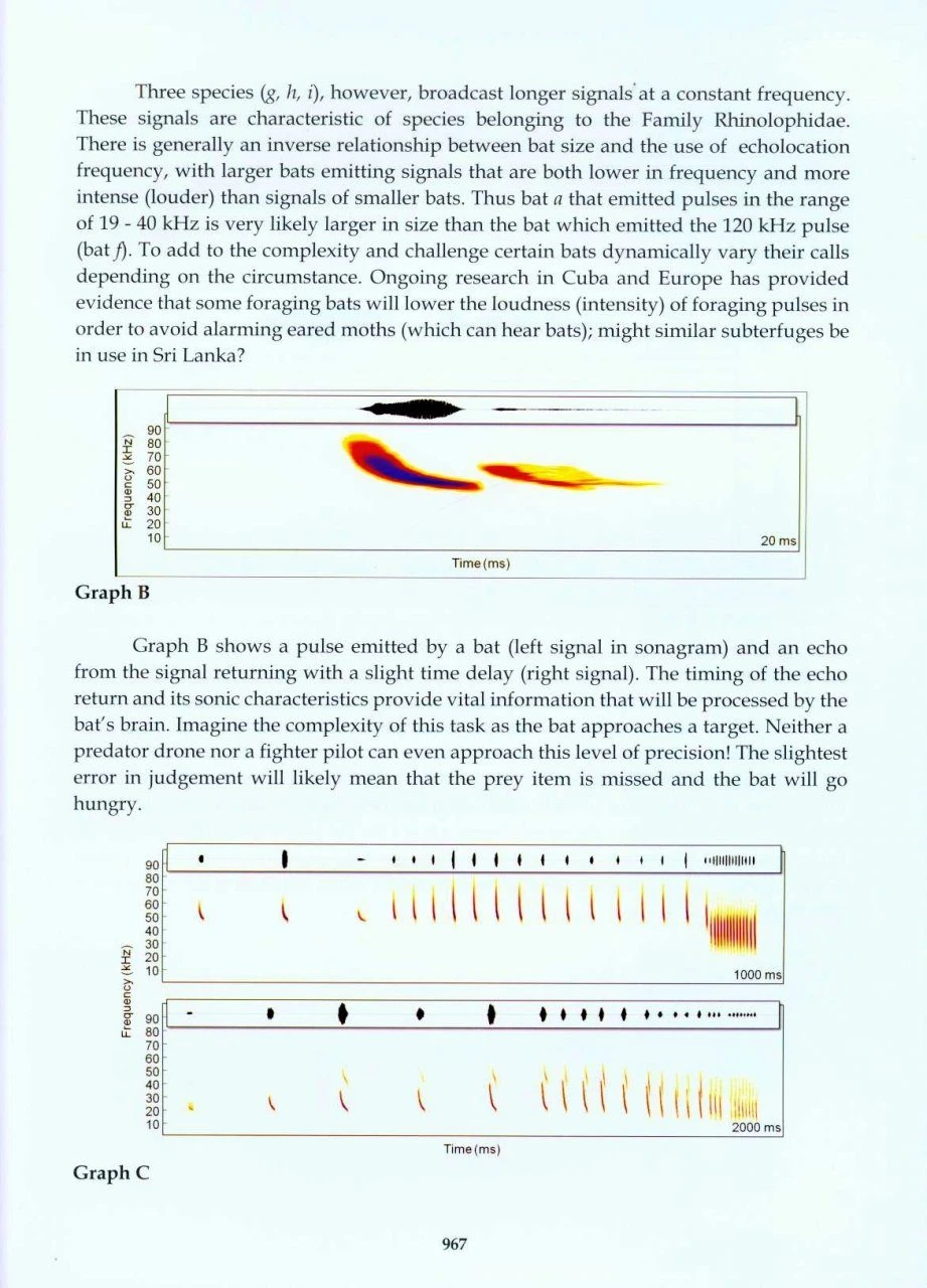 The Mammals Of Sri Lanka 15 The Mammals Of Sri Lanka - Image 13