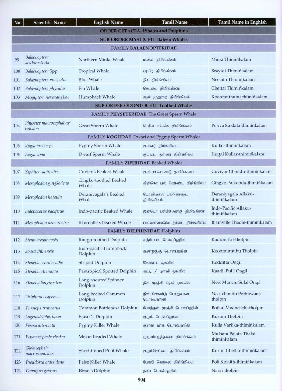 The Mammals Of Sri Lanka 16 The Mammals Of Sri Lanka - Image 14