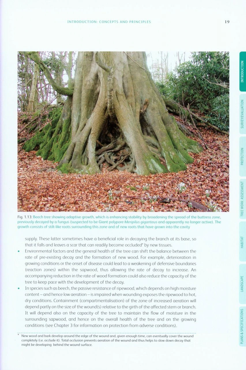 Ancient And Other Veteran Trees 4 Ancient And Other Veteran Trees - Image 2