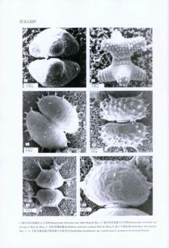 Flora Algarum Sinicarum Aquae Dulcis, Volume 18: Chlorophyta: Desmidiales Desmidiaceae Sectio III Xanthidium, Staurodesmus, Staurastrum, Filamentous Desmids [Chinese] -Wildlife Professional Books 212955 4