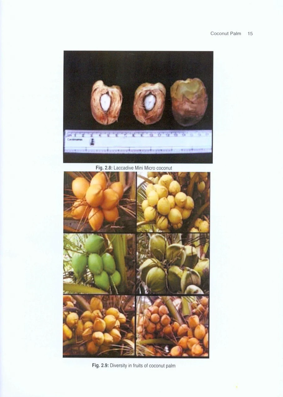 Palms 4 Palms - Image 2