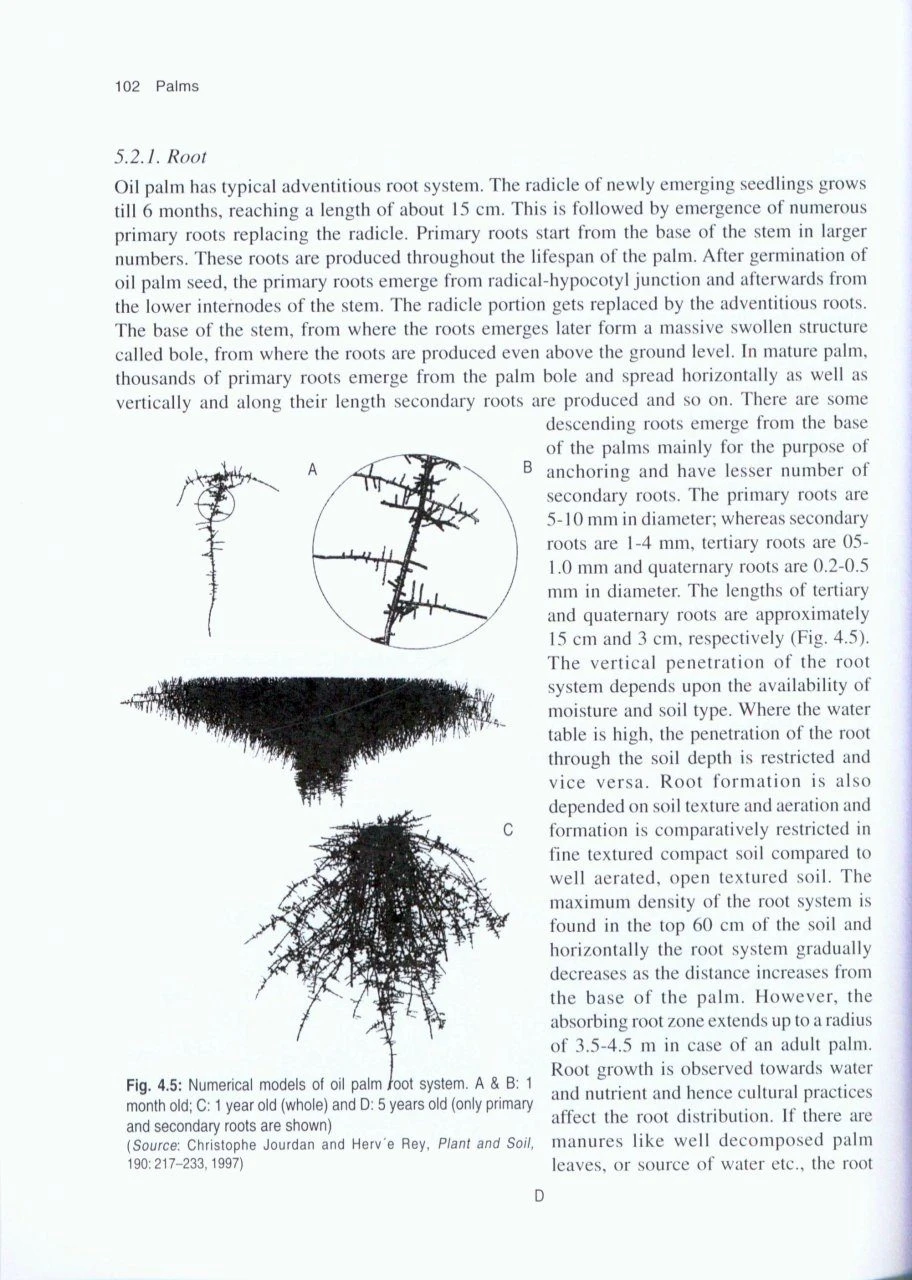 Palms 5 Palms - Image 3